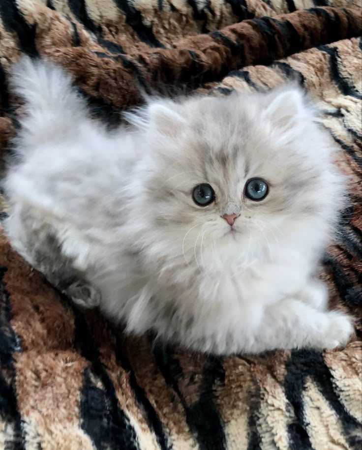 عکس گربه چینچیلا