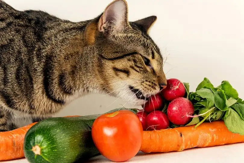 فواید سبزیجات برای گربه