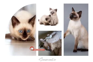 قیمت گربه سیامی 1404