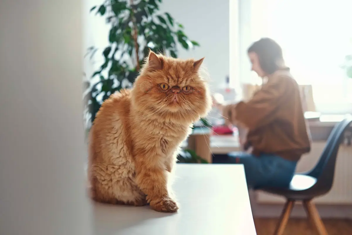 پرشین، گزینه‌ای مناسب برای آپارتمان نشین‌ها