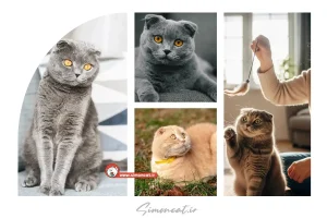 کاور گربه اسکاتیش فولد