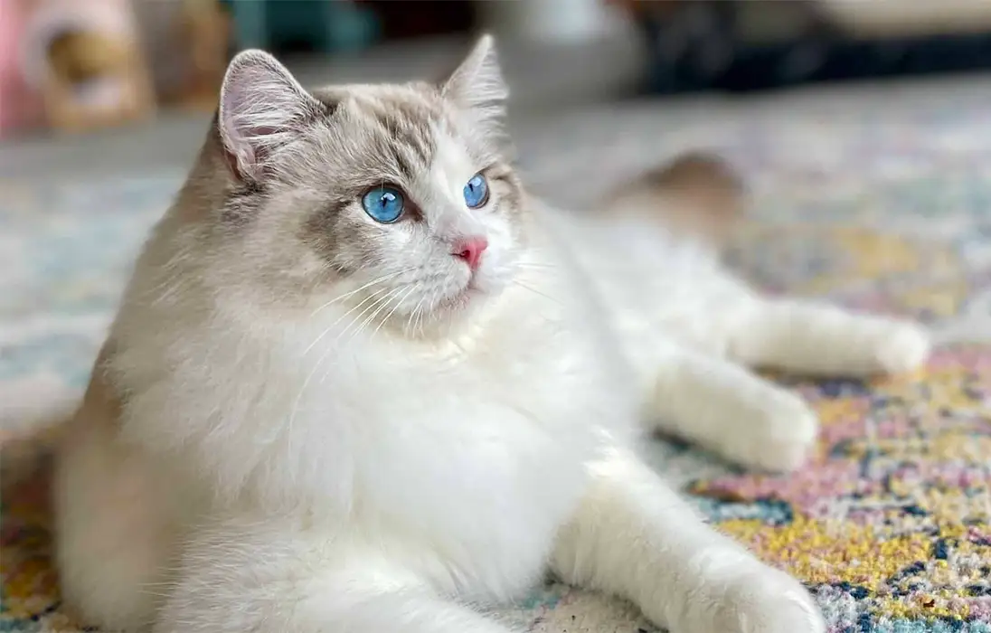 گربه رگدال چشم ابی