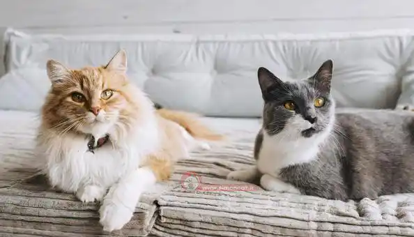 گربه و پانسیون در منزل
