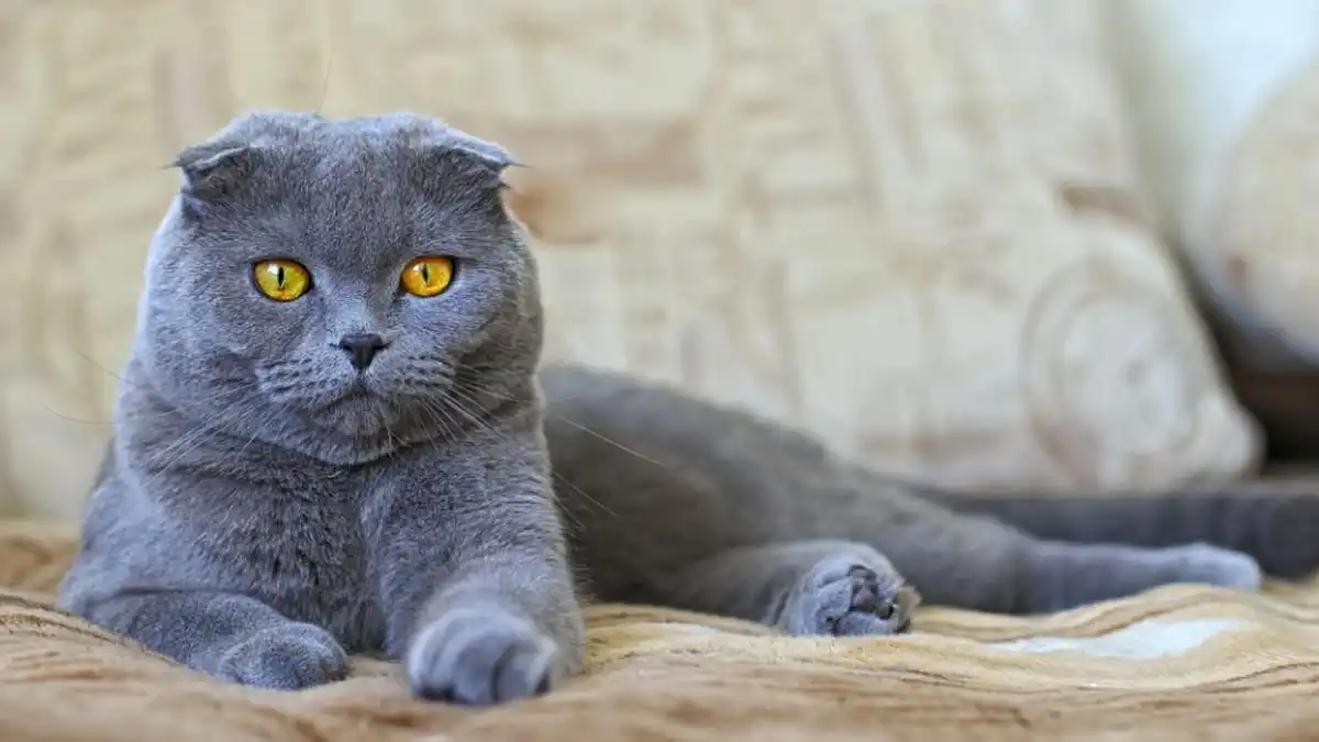 عکس گربه اسکاتیش