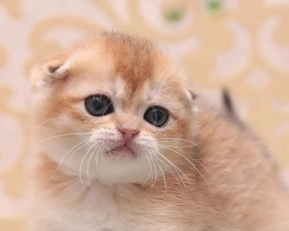 عکس گربه اسکاتیش بلو