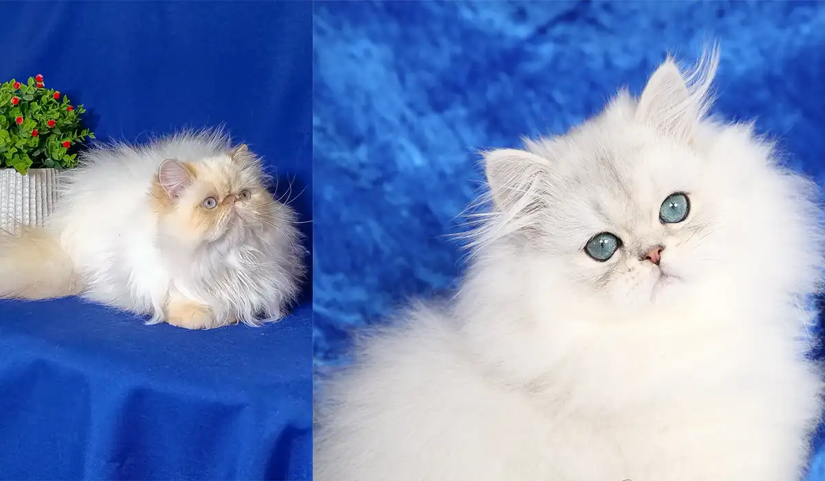 آیا بچه گربه پرشین برای شما مناسب است؟