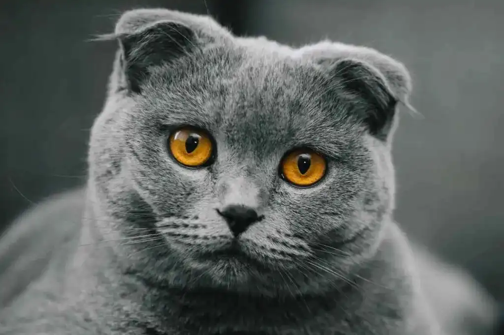 اسکاتیش چشم نارنجی