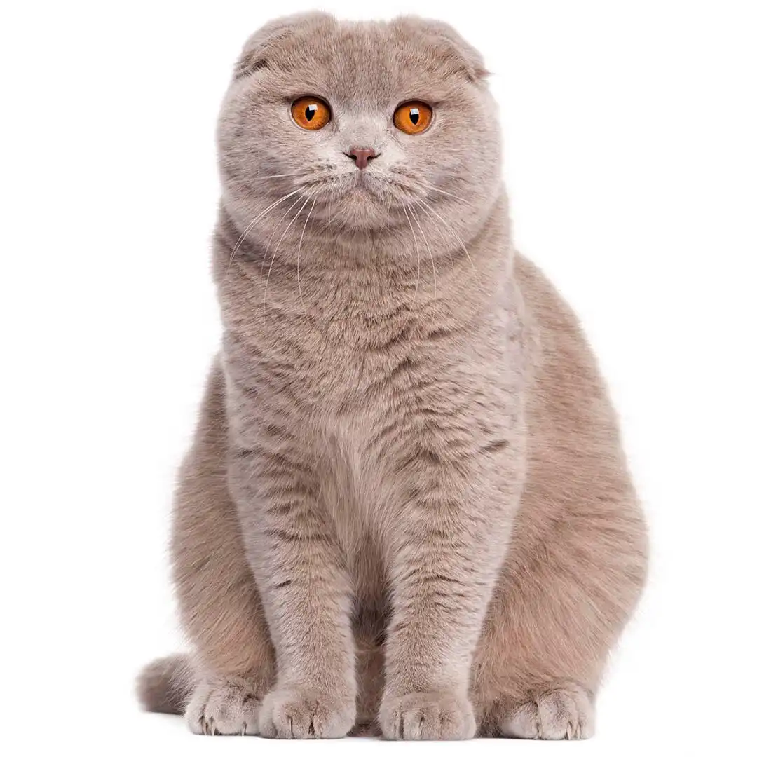 اسکاتیش کرم
