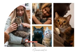 انتخاب بین واگذاری یا خرید گربه؟