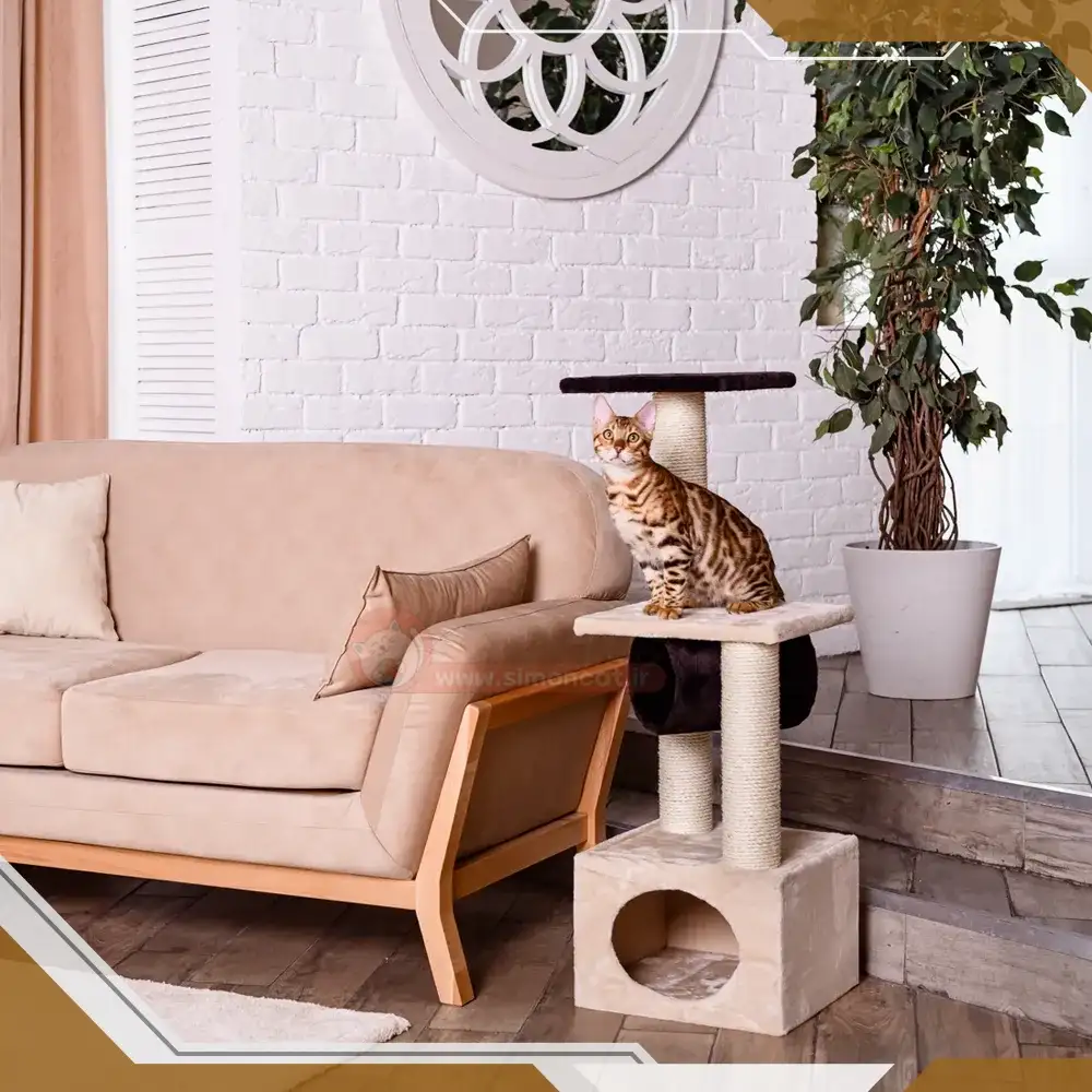 اندازه و ارتفاع درخت گربه