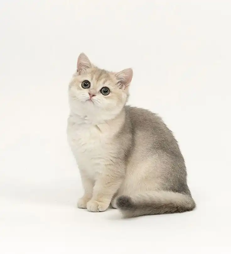 بریتیش دو رنگ موکوتاه