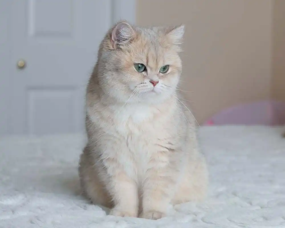 بریتیش چشم سبز