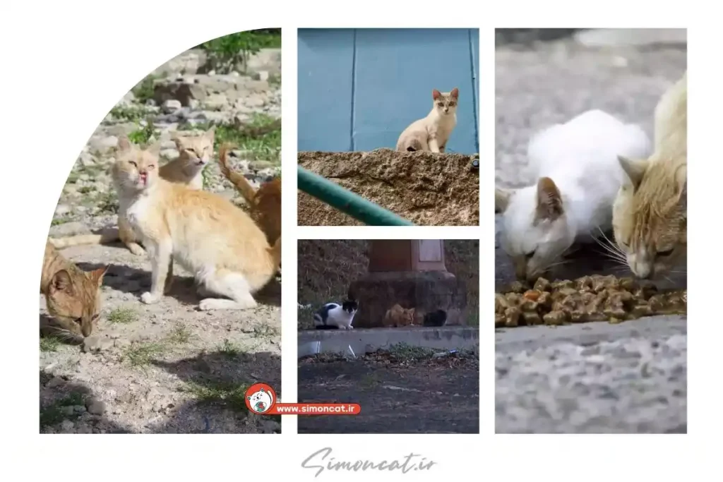 بهترین غذا برای گربه های خیابانی