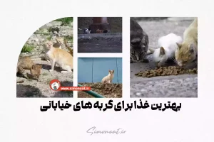 بهترین غذا برای گربه های خیابانی