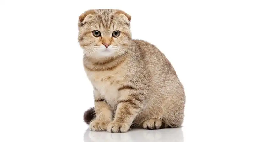 بچه گربه اسکاتیش