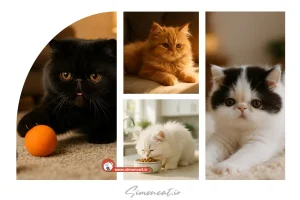 بچه گربه پرشین کت