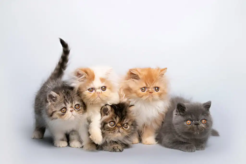 بچه گربه پرشین