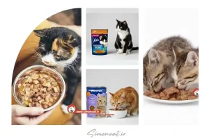 تشخیص پوچ گربه اصل