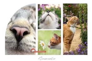 حس بویایی گربه شبیه انسان است؟