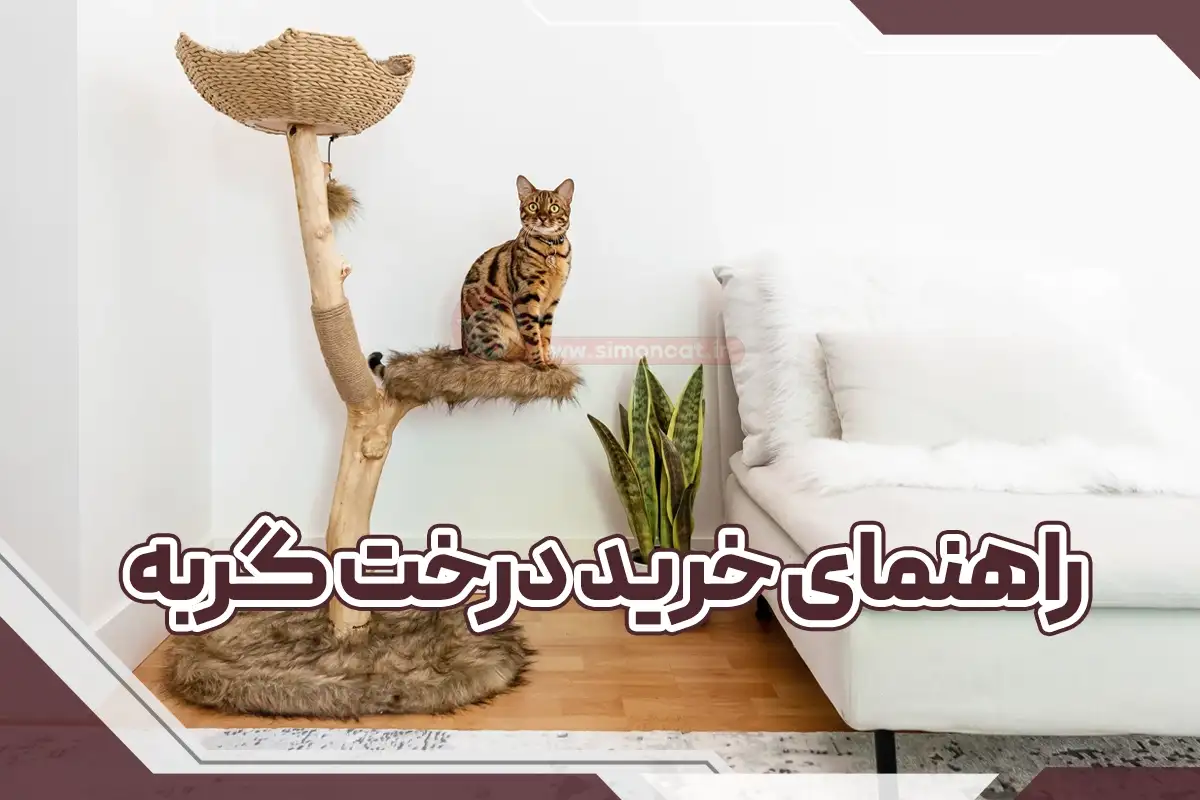 خرید درخت گربه