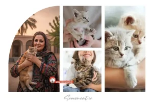 خرید گربه سنندج