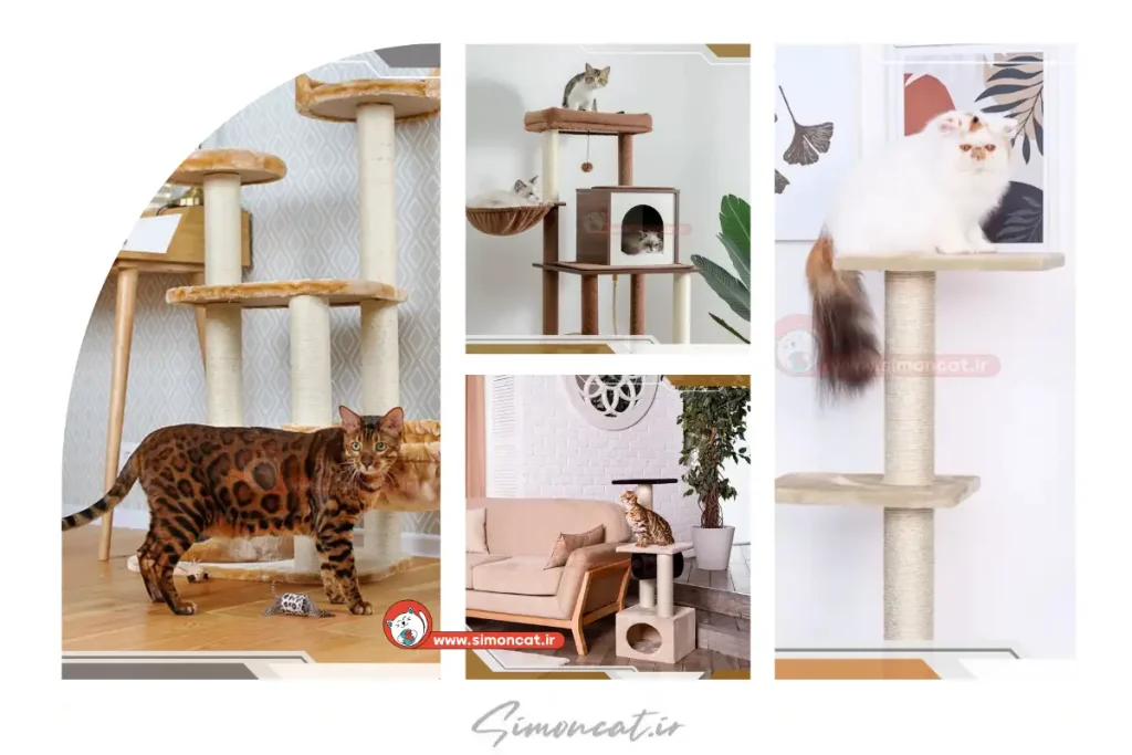راهنمای خرید درخت گربه