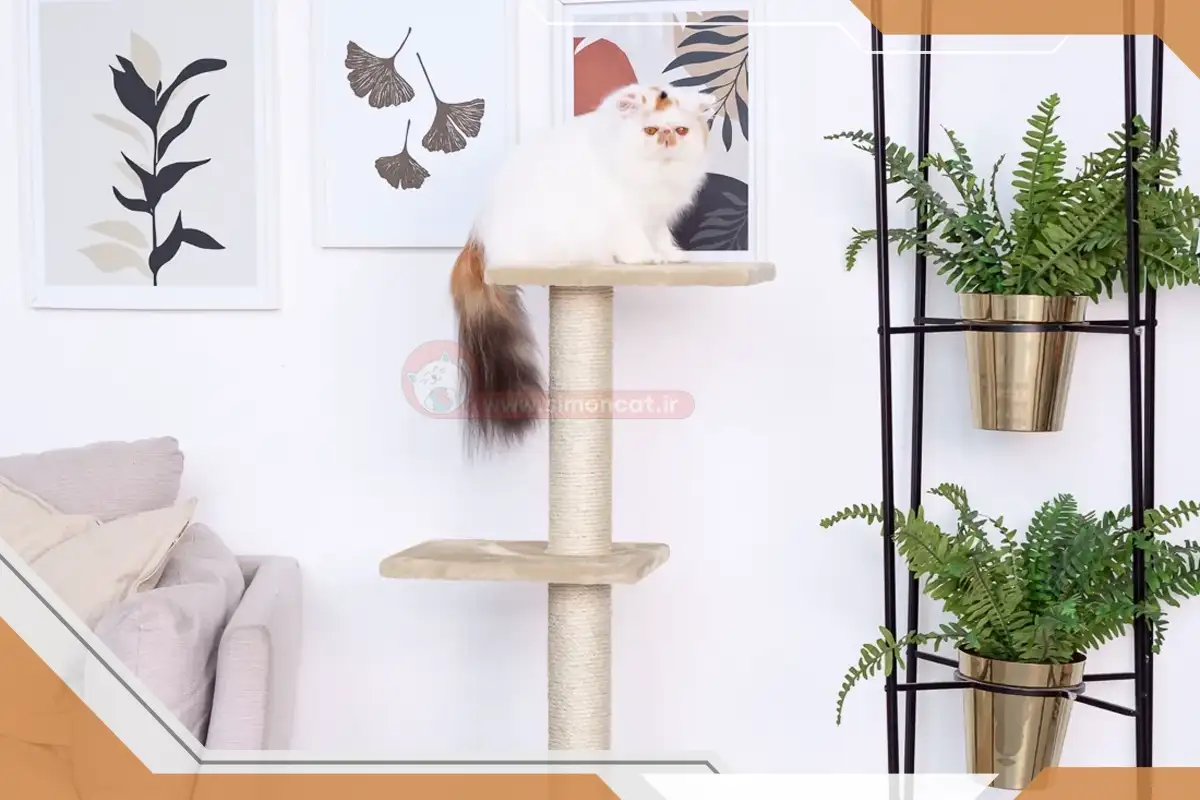 طراحی و امکانات جانبی درخت گربه