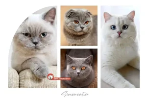 عکس گربه بریتیش