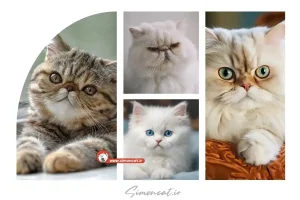 قیمت گربه ایرانی