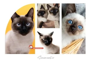 قیمت گربه سیامی