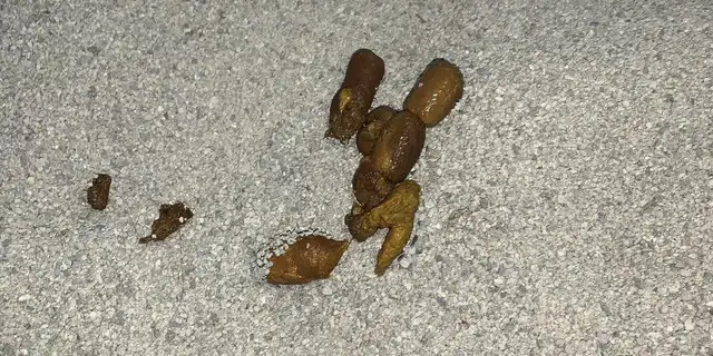 مدفوع بچه گربه