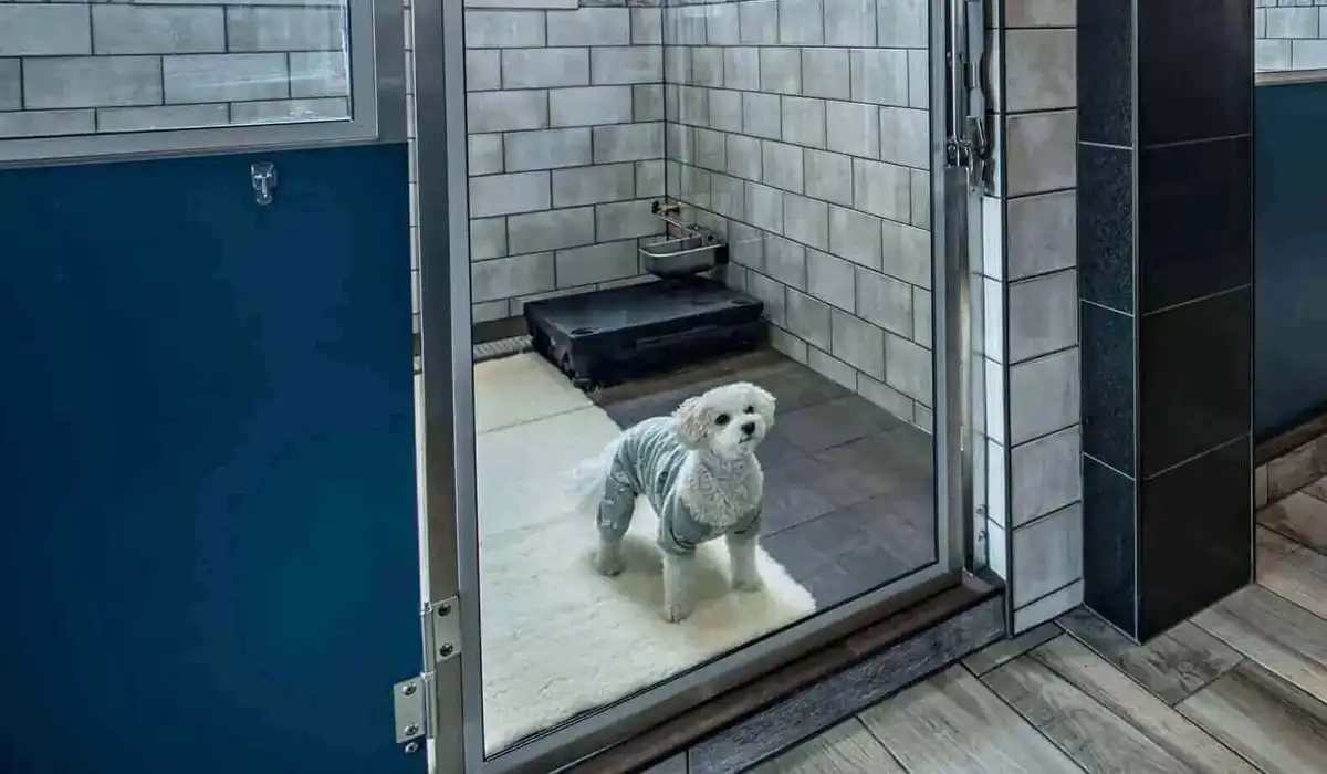 پانسیون سگ