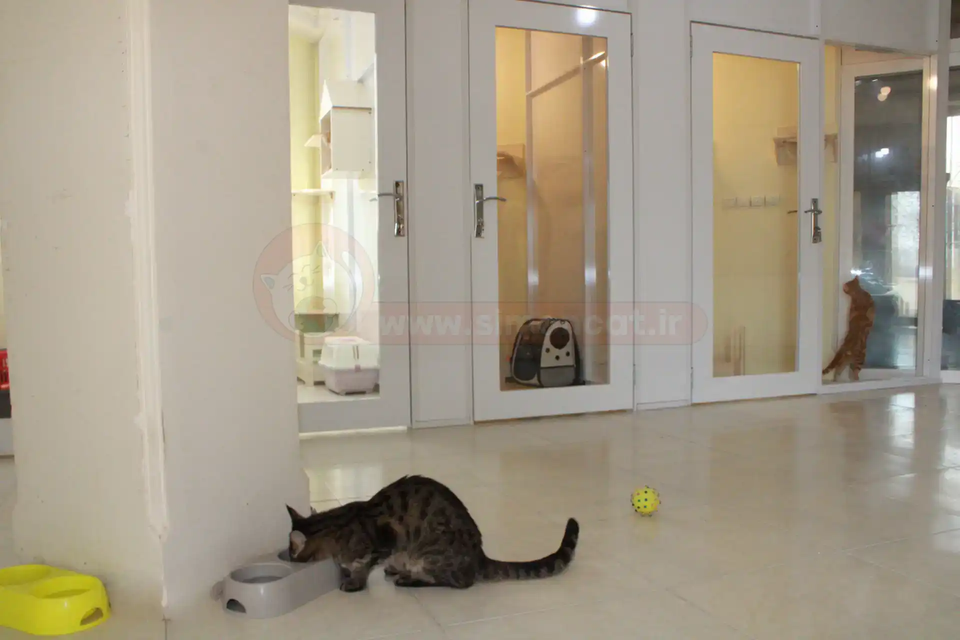 پانسیون گربه سایمون کت