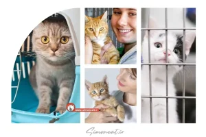 چطور گربه بخریم