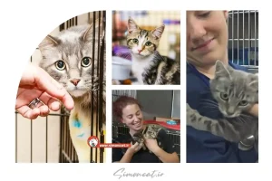 گربه از کجا بخریم