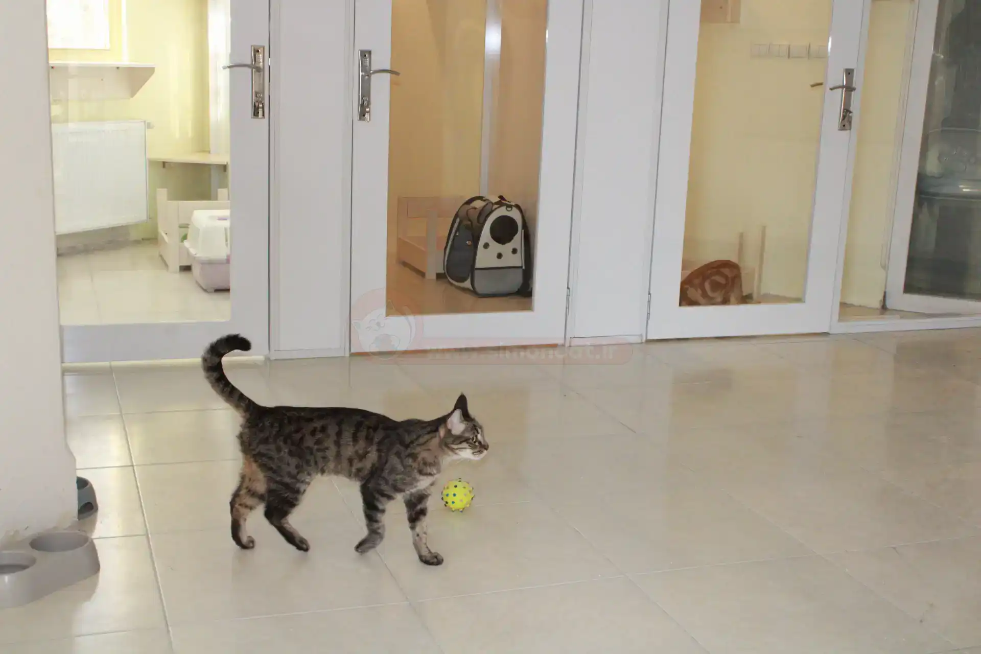 گربه در حال بازی در پانسیون