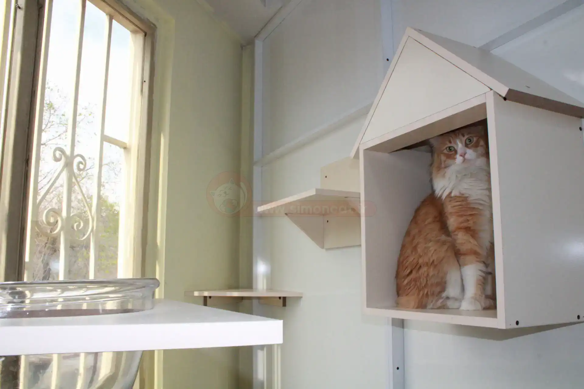 گربه در لانه پانسیون