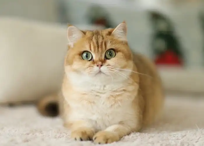 گربه نژاد بریتیش گلد