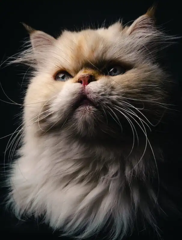 گربه نژاددار
