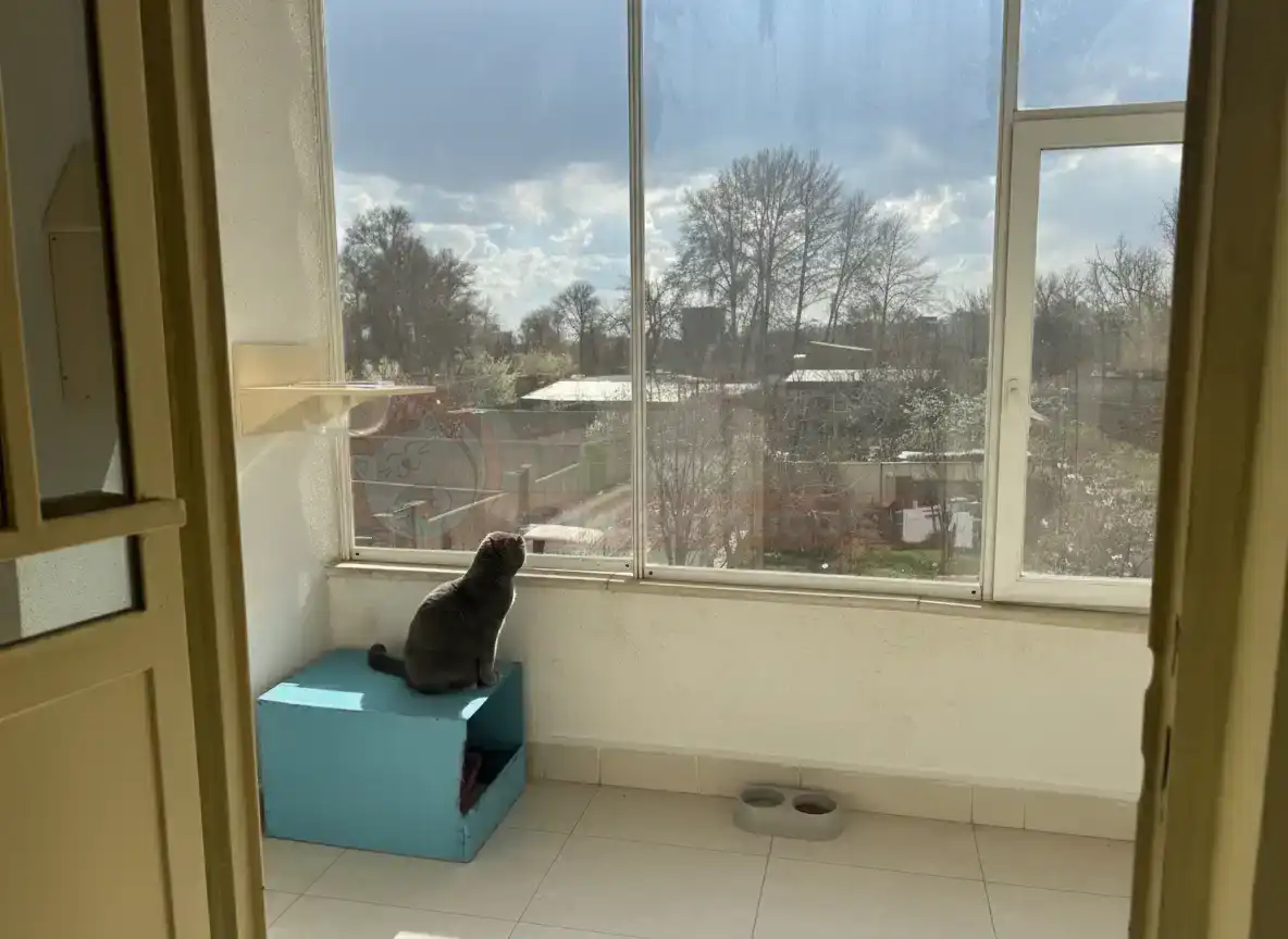 گربه کنار پنجره پانسیون