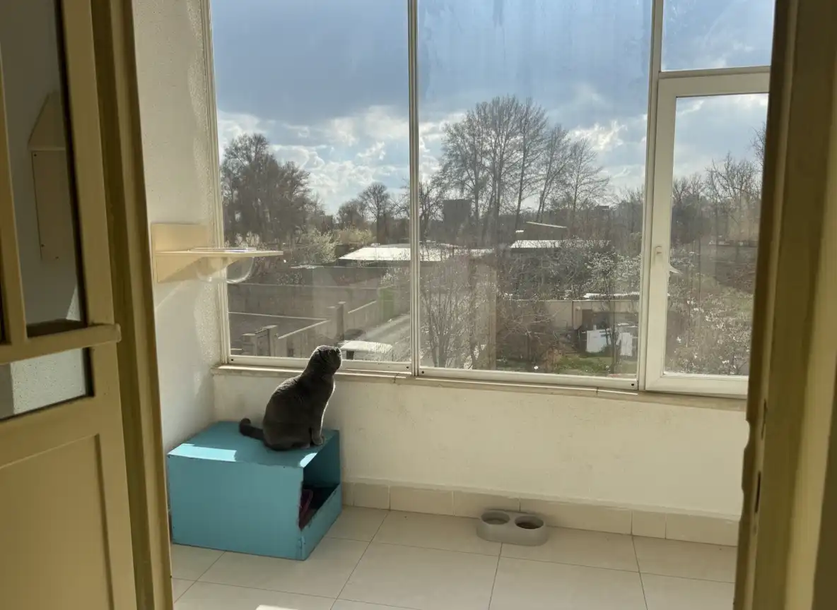گربه کنار پنجره پانسیون