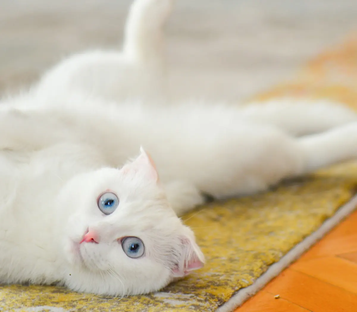 آنگورای ترکی