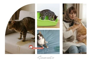 از بین بردن بوی ادرار گربه