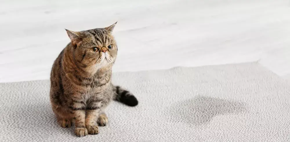 از بین بردن بوی ادرار گربه از روی فرش
