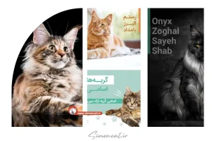 اسم برای گربه مین کون