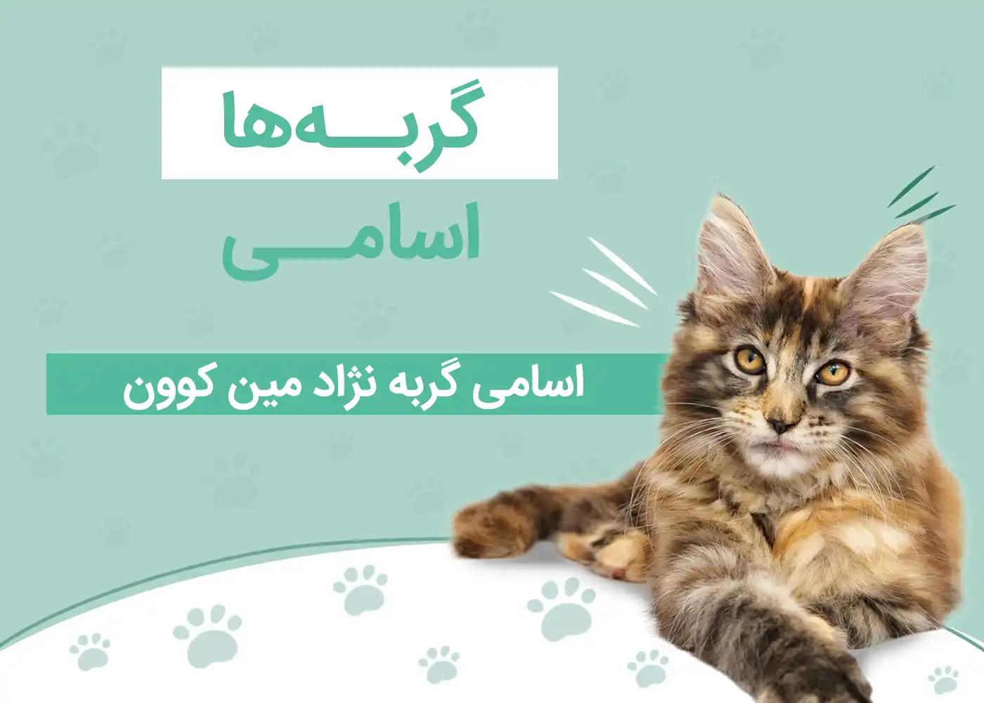 اسم برای گربه نژاد مین کوون