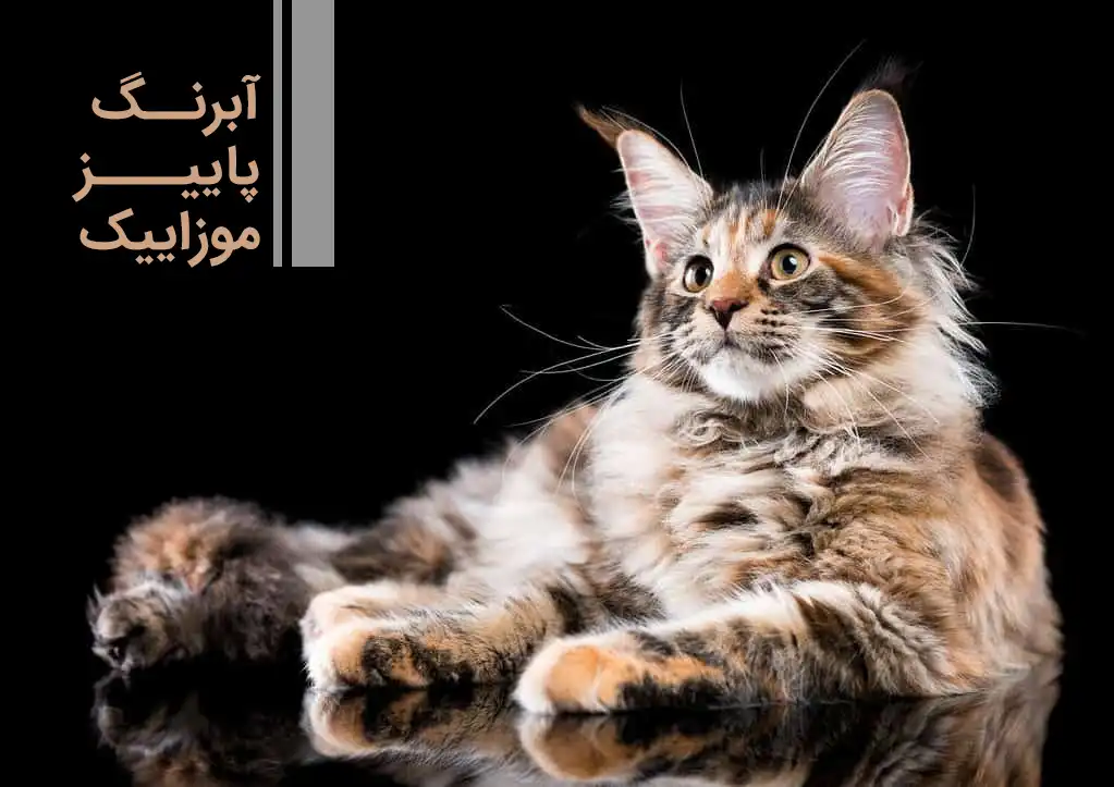 اسم برای گربه
