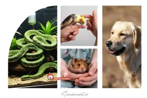 انواع حیوانات خانگی