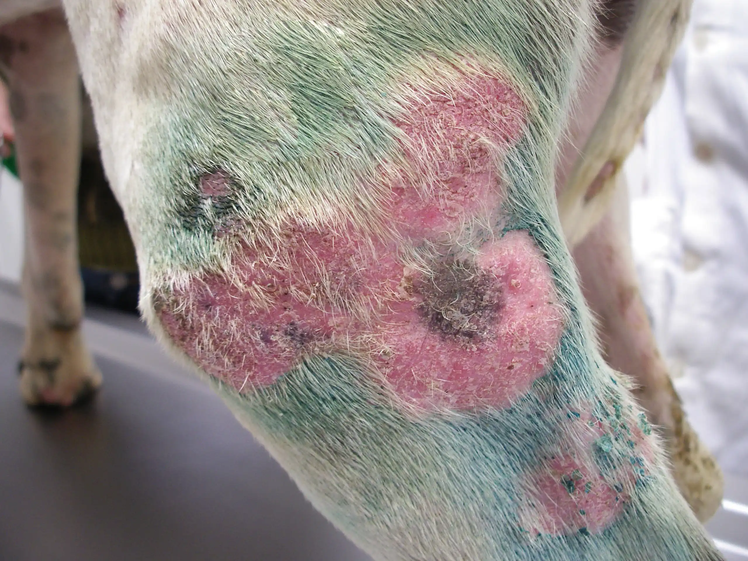 بیماری قارچ پوستی در سگ