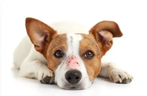 بیماری قارچی سگ